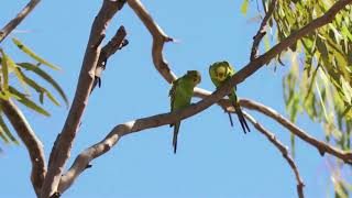 Budgerigars in the Wild [upl. by Aihsoek]