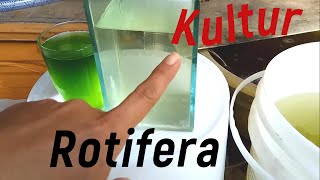 Kultur Rotifera Ugoplanktonshop [upl. by Herbert]