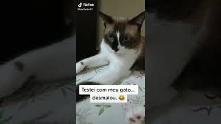 MUSICA PRA GATO DORMIR [upl. by Tak]