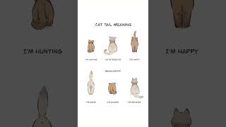 Cat Tail Meaning 🐈⁉️ Cat [upl. by Rugg483]