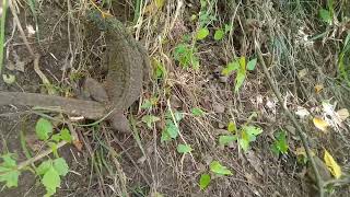 Part3 malaking ibid or sailfin lizard [upl. by Norehc]