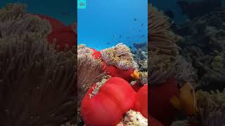 Explore the Most Beautiful Coral Reefs and Sea Creatures p2 shorts CoralReefs Ocean wildlife [upl. by Ezirtaeb]