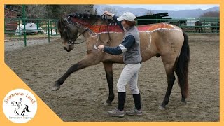 Estudio anatomía del del caballo Músculo Longissimus dorsi explicación y montado camera lenta [upl. by Ahsitauq]