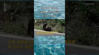 너구리에 어묵을 “광견병 미끼 예방약 만지지 마세요” [upl. by Werdma929]