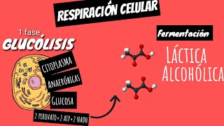 🧪FERMENTACIÓN LÁCTICA Y ALCOHÓLICA en 5 minutos GUIA EXAMEN UNAM BIOLOGIA [upl. by Linetta]