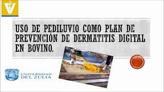 Uso de Pediluvio como plan de prevención de dermatitis digital en bovino [upl. by Wehrle940]