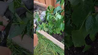 Harvesting extra leaves from bell pepper vegetable plant in my vegetable garden [upl. by Eidua]