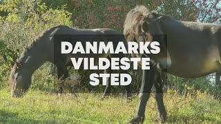 Rewilding Mols Danmarks Vildeste Sted [upl. by Ennaear]