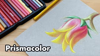 Prismacolor Colored Pencils 48 Colour Set Unboxing  Swatches  Drawing [upl. by Ave]