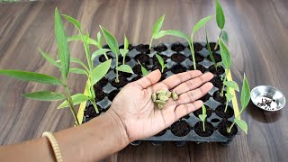 Grow Cardamom plant from seed  इलायची का पौधा घर पर उगाएं इन दो तरीकों से [upl. by Norraa64]