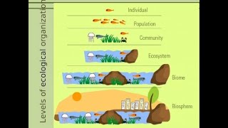 Individual Species Populations Communities Ecosystems and Biomes A Full Ecology lesson 7EC5A [upl. by Nador]