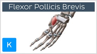 Flexor Pollicis Brevis Muscle  Origins amp Function  Human Anatomy  Kenhub [upl. by Armando]