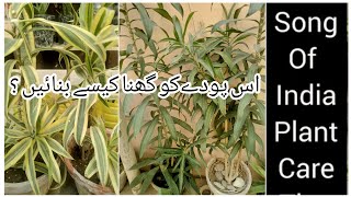 Dracaena Reflexa Plant  songofindia  care tips اس پودے کو کیسے گھناکریں؟qbterracegarden [upl. by Four]