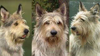 Berger picard  Funny and Cute dog video compilation in 2022 [upl. by Heng]