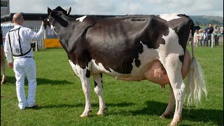 Mature Holstein Class 2024 Dumfries Show1st  Acclaim from Logan Holsteins [upl. by Corissa]