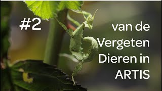 2 van de Vergeten Dieren in ARTIS [upl. by Babita634]