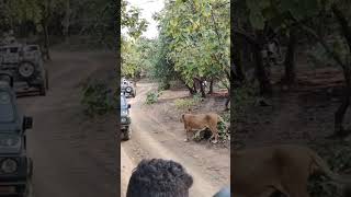 Gir National park 🦁🦁 gir forest gypsy Safari park [upl. by Terese]