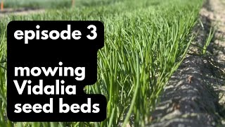 Episode 3 Mowing our Vidalia onion seed beds [upl. by Bullivant]