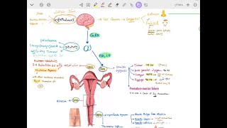 Polycystic Ovary Syndrome amp Amenorrhea [upl. by Ennairoc]