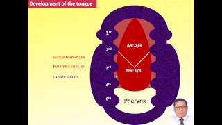 3Magdy Said  special embryology development of tongue and thyroid gland [upl. by Assela]