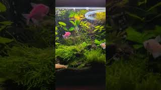 10 Gallon Overstocked Planted Community Tank [upl. by Eejan]