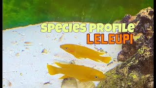 Species Profile  Neolamprologus Leleupi [upl. by Sudbury]