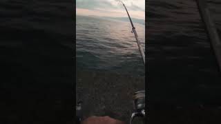 PESCA CALAMAR EN BONITO AMANECER fishing pesca calamares asturfishing youtubeshorts [upl. by Nwahshar98]