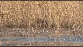 Bittern Booming  Hickling Broad [upl. by Armillda]