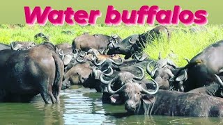 There are buffalosvideo animals buffalos [upl. by Aleik419]