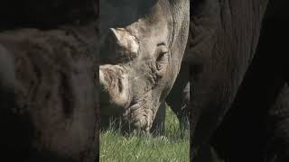 Rhinos 101 Amazing Wildlife Facts In 60 Seconds 🦏🕒 [upl. by Nickerson]