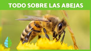 La importancia De las Abejas quotEn El Planeta  Youtube 5000subs Abejas [upl. by Rolyab104]