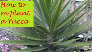 How to save your yucca plant from dying Brownleaves Rootbound [upl. by Cerell364]