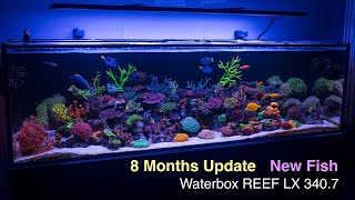 Reef Update After A Break Was It That Long [upl. by Smaoht]