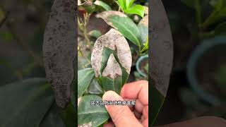 Teach you to identify camellia spots easily and learn some tips on growing camellia [upl. by Iline291]