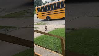 Adorable Puppy Welcomes Kid Home From School [upl. by Eirrem356]