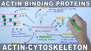 Accessory Proteins of Actin Cytoskeleton  Actin Binding Proteins [upl. by Rehpinnej]