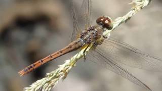 Dragonfly Video [upl. by Lamraj]