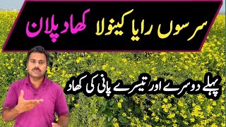 Fertilizer plan for mustard crop  Abid Ali Agrarian [upl. by Cerracchio]