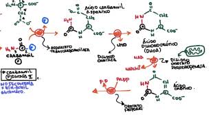 Biosíntesis y regulación de Pirimidinas [upl. by Aniroz219]