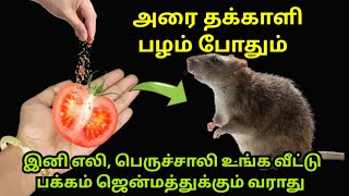 எலி தொல்லையா இத வைங்க வீட்டு பக்கம் வராதுget rid of ratseli thollaikitchen tips in tamil tips [upl. by Lutim20]