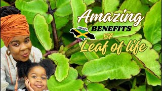 Amazing Benefits of LEAF OF LIFE Plant  BRYOPHYLLUM PINNATUMleafoflife [upl. by Leonard]