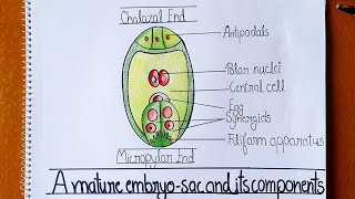 How to Draw Embryo Sac Well Labelled Diagram of Embryo Sac  Class 12  Embryo sac Figure [upl. by Esyak]