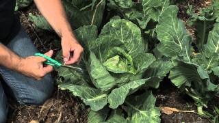 How to Tie Up Cabbage Heads in the Garden  Cabbage Gardening [upl. by Milore]