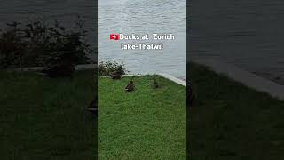 📍🇨🇭Switzerland Thalwil zurichlake animals cute duck birds nature trq wildlife funny ofw [upl. by Madalena]