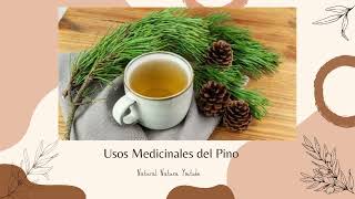 Usos Medicinales del Pino [upl. by Artimid]