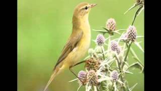 Getting to grips with warblers 1 Chiffchaff Vs Willow Warbler [upl. by Phoebe]