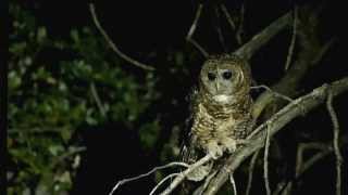 Spotted Owl [upl. by Acsirp]