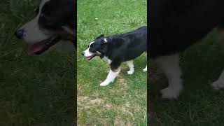 Happy Dog dog doglover dogshorts happydog shortsvideo [upl. by Waki]