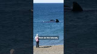 Farallon Islands Shark Watching Adventure Near San Francisco [upl. by Hackney]