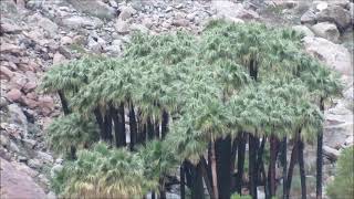 Borrego Palm Canyon fire comparison showing regeneration one year later [upl. by Oterol]